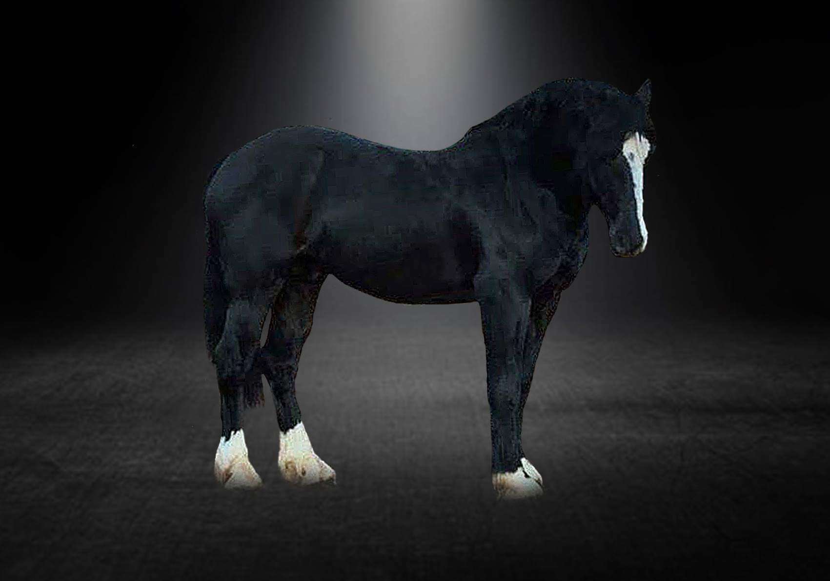 Kaybrook Euros Ddu Stallion